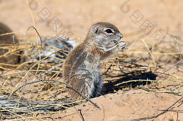 开普地松鼠Xerus inuris主要分布在非洲南部干旱半沙漠地区，尤其是卡拉哈里。