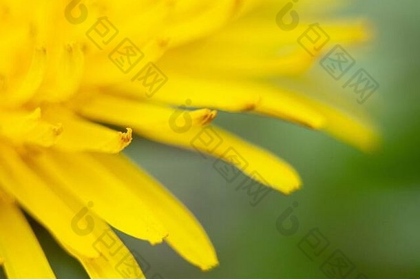 黄色<strong>蒲公英</strong>花，有草的花瓣