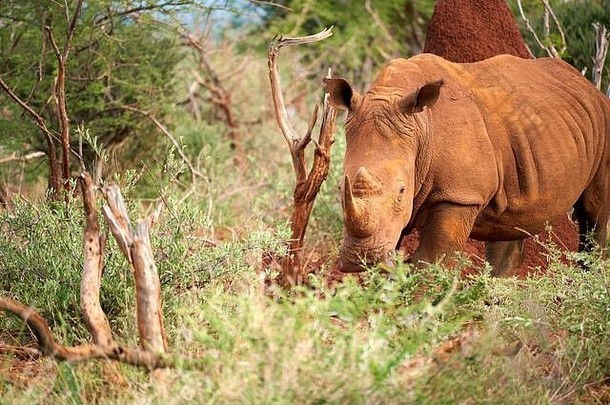 2019年南非贾马拉马迪克野生动物