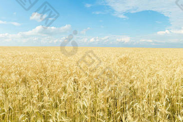 没完没了的小麦场全景景观丰富的收获