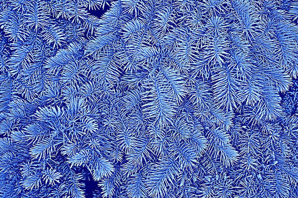松软的冷杉树枝在蓝色背景上呈淡蓝色，作为冬季或圣诞节的图案，光栅照片插图