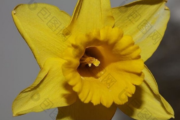 黄色的那喀索斯花宏背景高质量pseudonarcissus家庭石蒜科