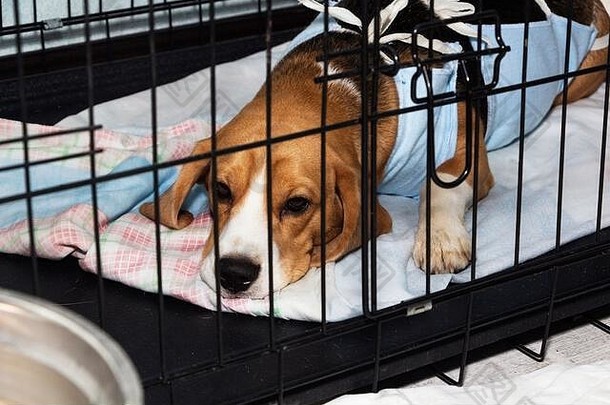兽医保护绷带狗手术生病的狗小猎犬号笼子里
