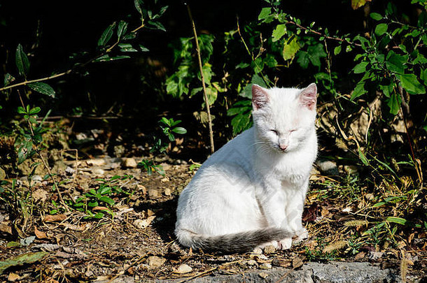 肖像年轻的白色的混血小猫洗澡阳光