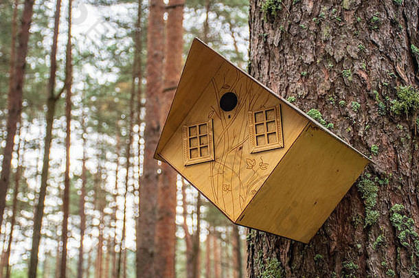 美丽的木制鸟舍悬挂在森林中的一棵树上