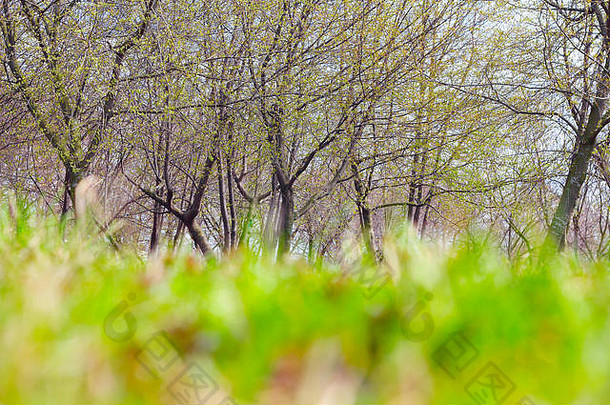 春天公园新鲜的绿色草岁树