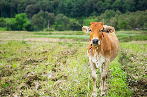 一头棕色的奶牛站在森林背景的绿色田野上。