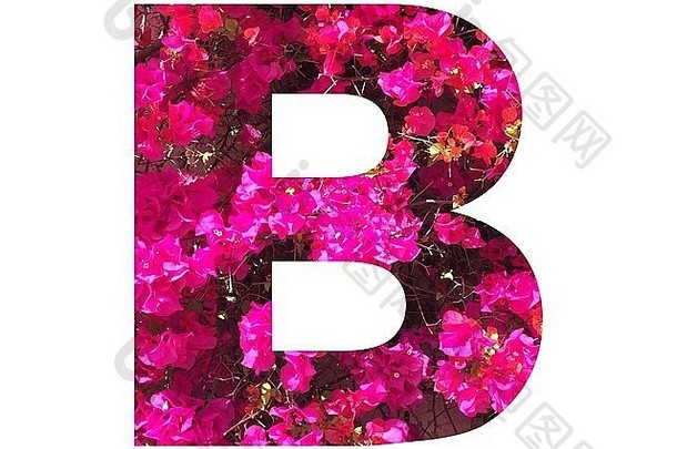 字母B代表三角梅