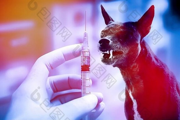 疫苗狂犬病瓶和注射针皮射，狂犬病和犬类动物疾病免疫，医学概念与犬类模糊背景。