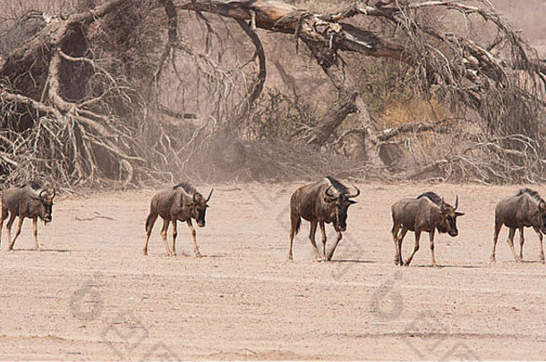蓝色的羚羊的一种connochaetes牛磺酸走干河床喀拉哈里沙漠南非洲