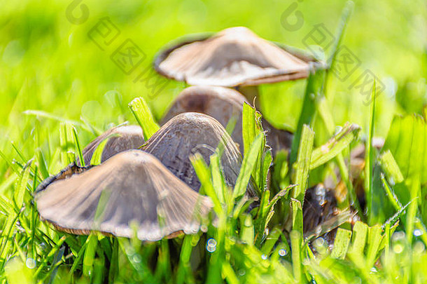 生长在阳光明媚的秋季草地上的蘑菇。地面透视图。明亮、充满活力、高调的自然图像，背景模糊。<strong>换</strong>季。