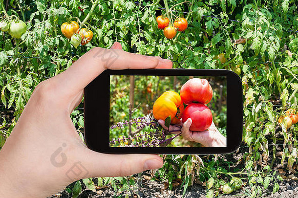 园艺概念园丁照片收获西红柿蔬菜花园智能手机