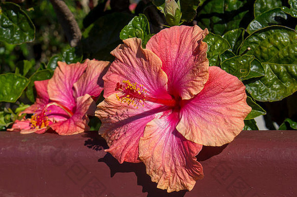 明亮的橙色中弥漫着粉红色的单瓣夏威夷木槿蔷薇常绿木槿，春天盛开，绿色大花瓣形成对比。