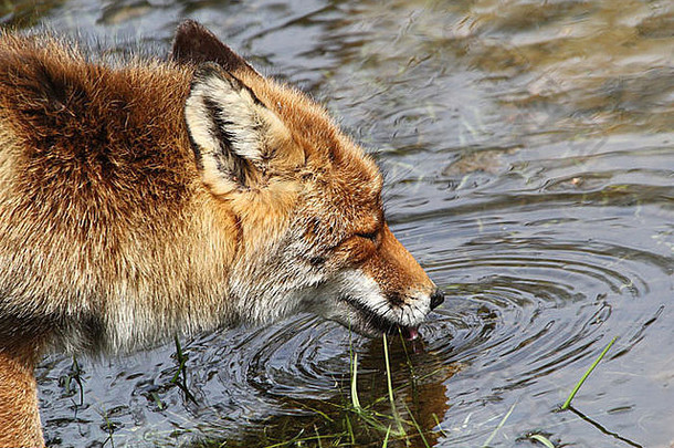 一只野生红狐（vulpes vulpes）在温泉日喝水的特写详细照片