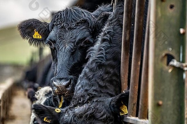 凯尔索，苏格兰边界，英国。2019年12月4日。在苏格兰边境的一个农场里过冬时，<strong>牛</strong>以冬季饲料为食。