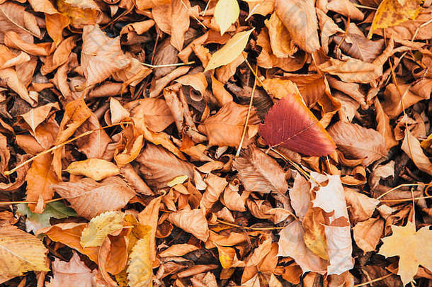 色彩斑斓的红色的橙色秋天叶子关闭
