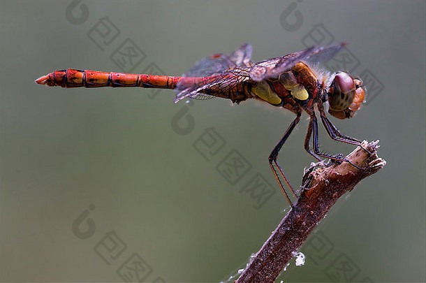 野生红<strong>黄蜻蜓</strong>在灌木丛中的一根树枝上