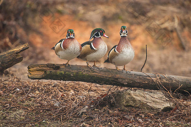 北卡罗来纳州苏格兰颈部的西尔文高地鸟类中心，三只木鸭（艾克斯·斯波萨）在圆木上排队，一只<strong>鸭子</strong>看着旁边的<strong>鸭子</strong>
