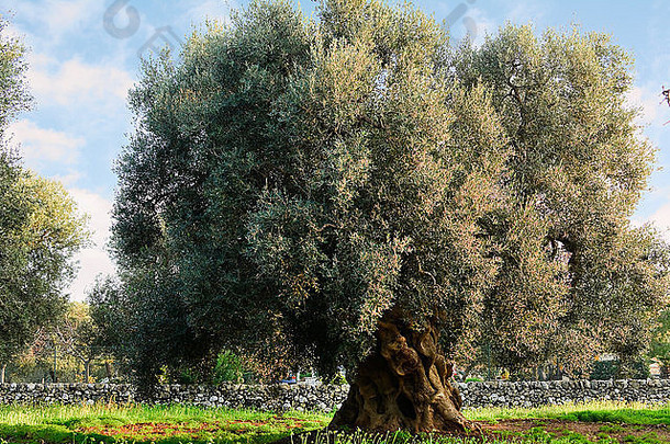 橄榄树阿普利亚农村意大利