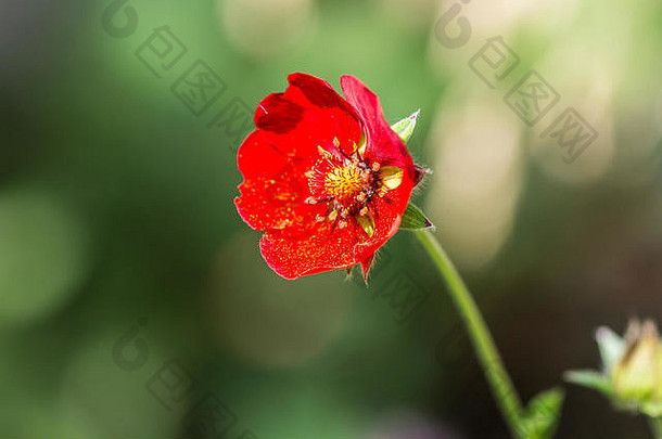 花黑暗深红色的梅花形蕨麻atrosanguinea