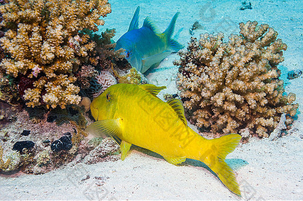 yellowsaddle绯鲵鲣帕鲁佩内乌斯cyclostomus狩猎小猎物珊瑚分支机构埃及红色的海