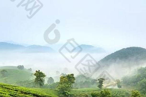 在一个大雾蒙蒙的清晨，观赏越南府寿省龙可可<strong>茶山</strong>全景。龙可可被认为是世界上最美丽的<strong>茶山</strong>之一