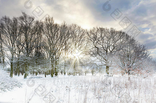 雪覆盖农村树早期早....日出闪亮的只布兰斯景观诺福克