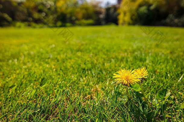 蒲公英生长在修剪过的花园草坪上。考虑到生长季节/夏季的持续问题。