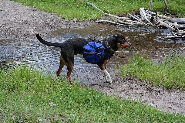 我的狗，卢克，从山里的小溪里取回一根棍子