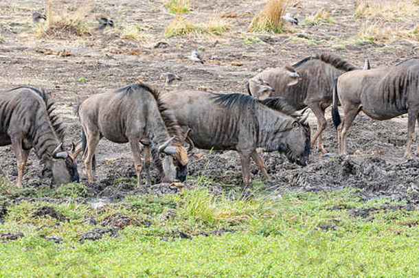 蓝色的羚羊的一种浇水洞南部非洲稀树大草原