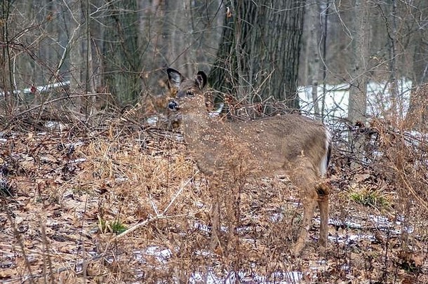一只棕色的母鹿静静地站在一片冬日的树林里，当它融入树木和树叶中时，几乎躲藏在了显而易见的地方