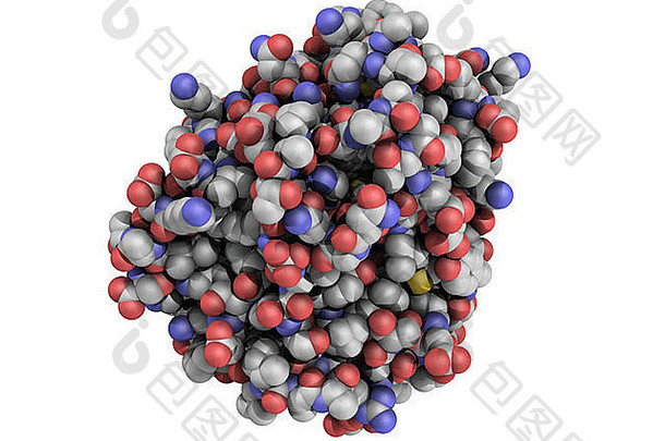 胰蛋白酶消化酶分子（人），化学结构。胰蛋白酶是一种有助于蛋白质消化的酶
