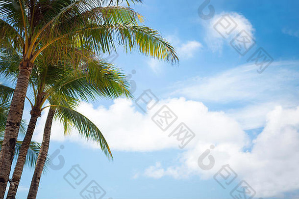 棕榈树和美丽的天空，自然的背景