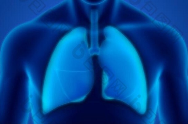 人体呼吸<strong>系统</strong>肺解剖