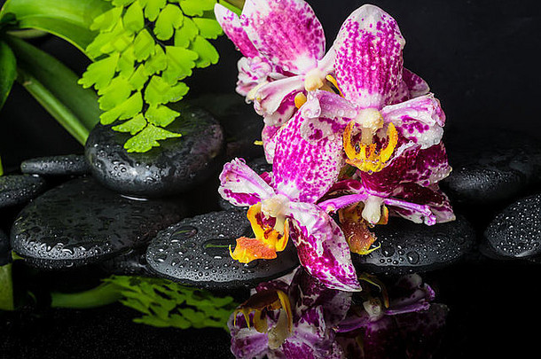 美丽的水疗环境，有花边紫色兰花（蝴蝶兰）、带有水滴的禅宗石、蕨类植物的绿色枝条和倒影
