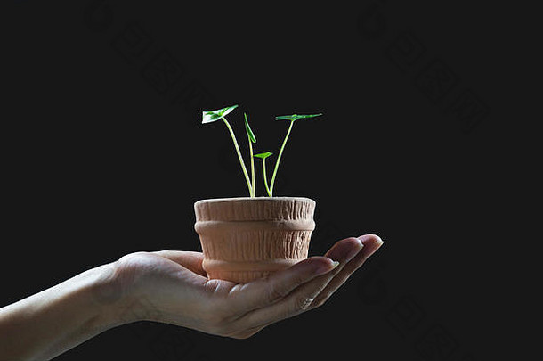 人类手持有绿色小植物生活概念生态概念