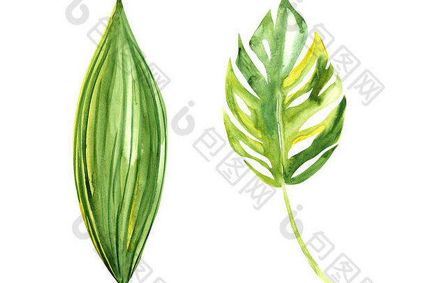 插图水彩画在白色隔离层上绘制外来植物的植物叶子