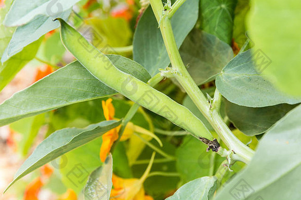 Maestro剥壳豌豆植物伤口，生长在美国华盛顿贝尔维尤。
