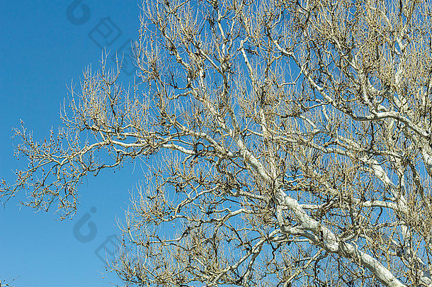 美国无花果树分支机构阳光明媚的蓝色的天空冬天野生动物照片
