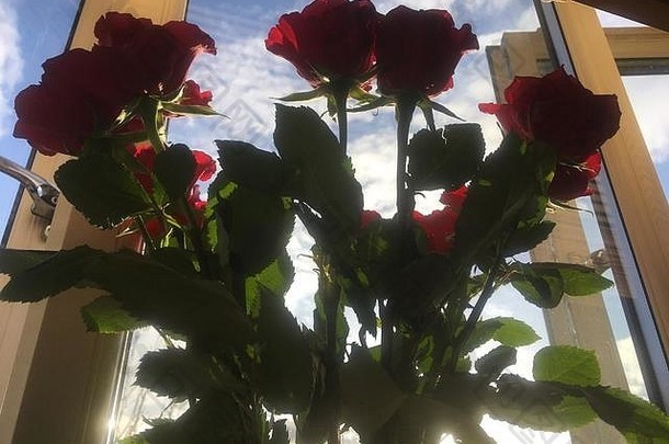 赫特福德郡沃特福德一层公寓客厅窗台上花瓶里的红玫瑰（未显示）。在冬天。