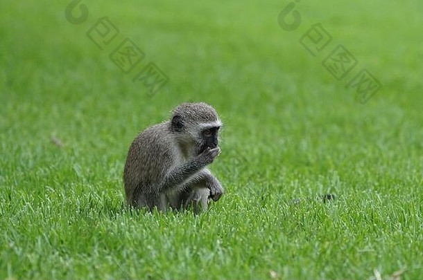 幼年的维维特猴（绿尾猴）坐在绿色的草地上，手举到嘴里，嘴里装着食物