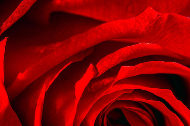 红色玫瑰花特写，红色抽象背景，柔软的红色玫瑰花瓣