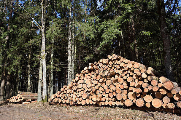 木材工业。在欧洲的森林里砍伐树干。