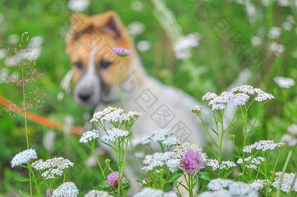 可爱的白色小狗红色的头坐在新鲜的绿色草模糊的背景焦点前景野花公园农村区域