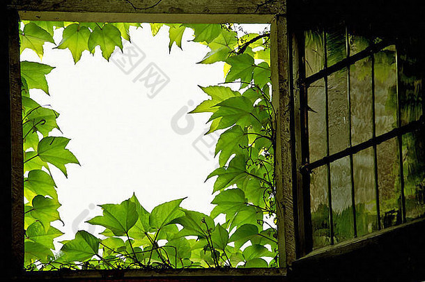 古老的深色窗户镶着绿色葡萄叶，有绘画效果。