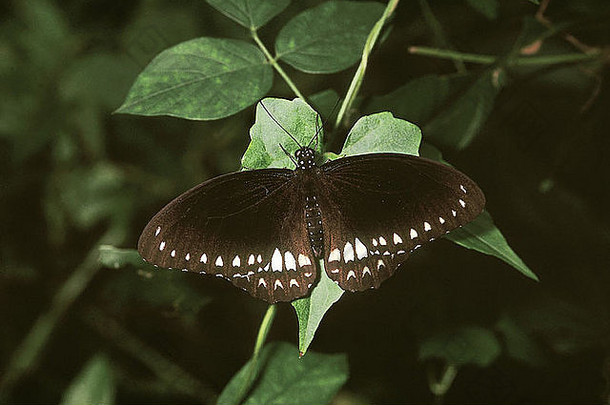 马拉巴尔乌鸦松鼠德拉维达鲁姆罕见的燕尾服蝴蝶发现密集的丛林西方高止山脉