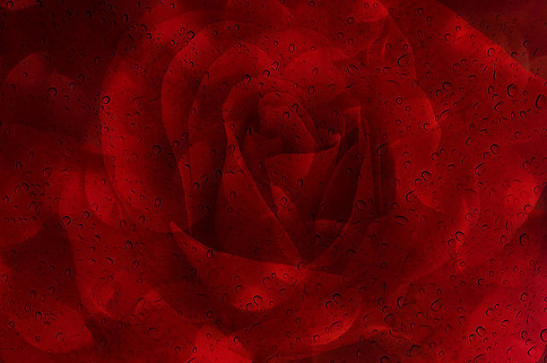 浪漫的红玫瑰，玻璃镜板上有水滴，抽象情人节背景，仿sapce