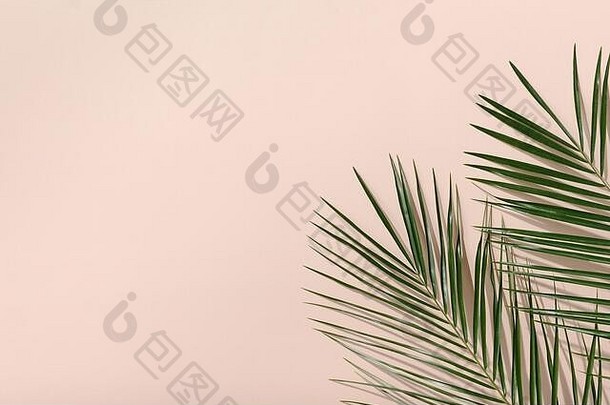 框架棕榈绿色叶子粉红色的背景