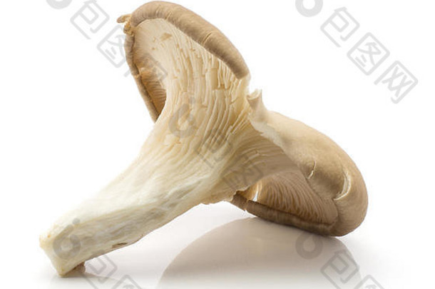 牡蛎蘑菇（平菇），在白色背景上分离，生