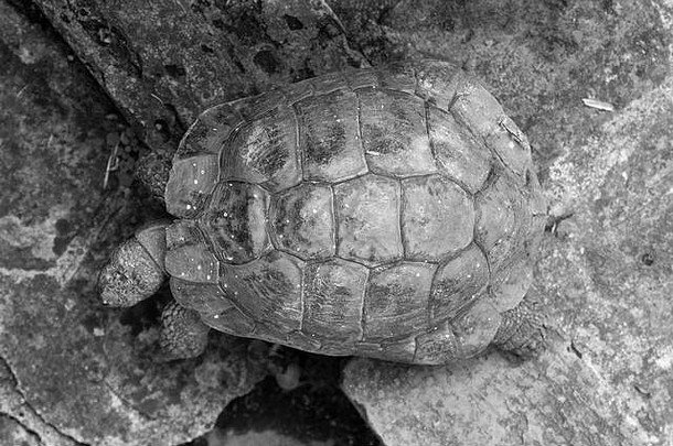 龟壳里的乌龟慢慢醒来。用单色摄影。